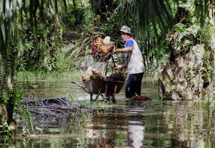 Petani Sawit Minta Keadilan: Pungutan Ekspor Dinilai Memberatkan, Minta Kebijakan Ditinjau Ulang