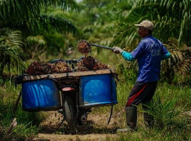 Harga TBS Kaltim Tunjukkan Tren Positif Sejak Juli, Naik Berturut dalam Triwulan
