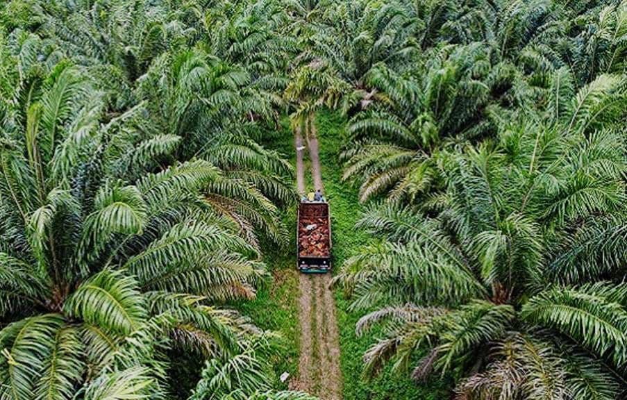 Tergiur Efisiensi Kerja dan Potensi Pendapatan Stabil, Petani di Kukar Mulai Beralih dari Karet ke Kelapa Sawit