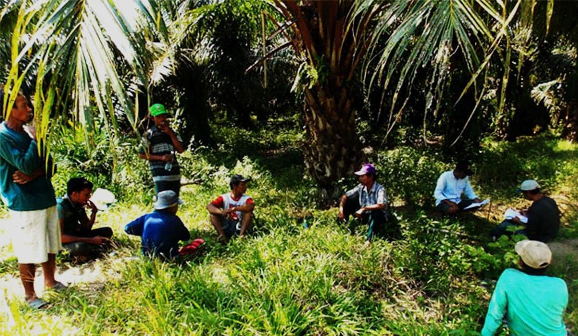 INDEF Sebut Mayoritas Petani Kecil Kelapa Sawit Hadapi Kesenjangan Besar Penuhi Standar EUDR