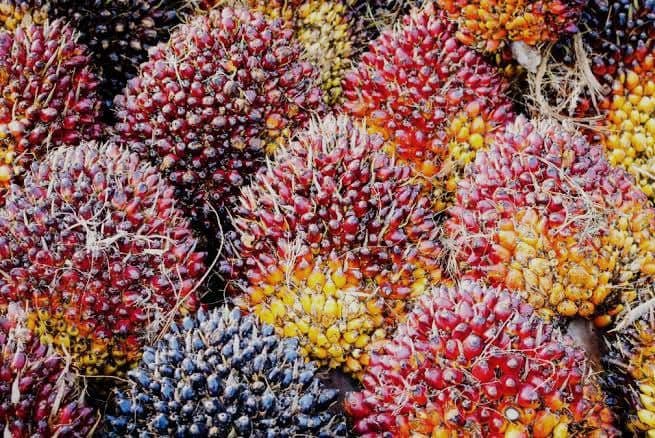 Harga TBS Jambi Periode 17-23 Oktober 2025 Naik Jadi Rp3.666,86 per Kg