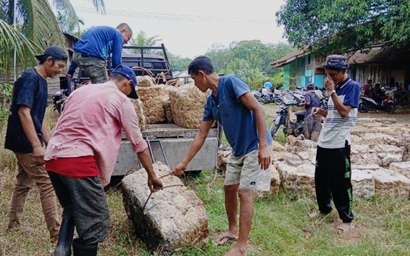 Krisis Karet di PALI, Produksi Anjlok sebabkan Petani Mulai Beralih ke Sawit