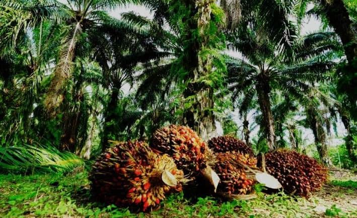 Indonesia Serius Menggarap Pasar Amerika Latin: Otomotif, Alas Kaki, dan Sawit Jadi Andalan
