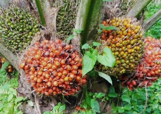 Harga TBS Sultra Periode Oktober Naik Signifikan Hingga Rp 492,77 dari Periode Lalu