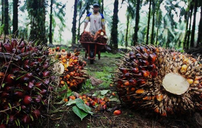 Daftar Harga TBS Kelapa Sawit di Sulawesi Tenggara Oktober 2025