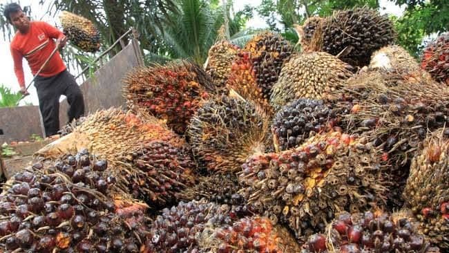 Harga TBS Sawit Kalbar Periode III-Oktober 2025 Sentuh Rp 3.479,60/Kg untuk Usia Puncak
