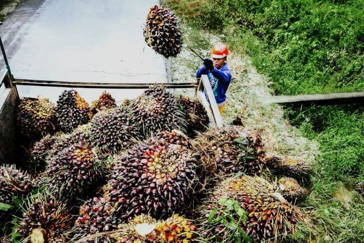 Harga TBS Provinsi Sumatera Barat Periode IV (22-31 Oktober) 2025