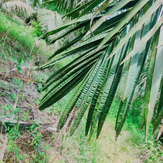 Tanaman Kelapa Sawit Berdaun Seperti Keris? Itu Ciri Defisiensi Boron