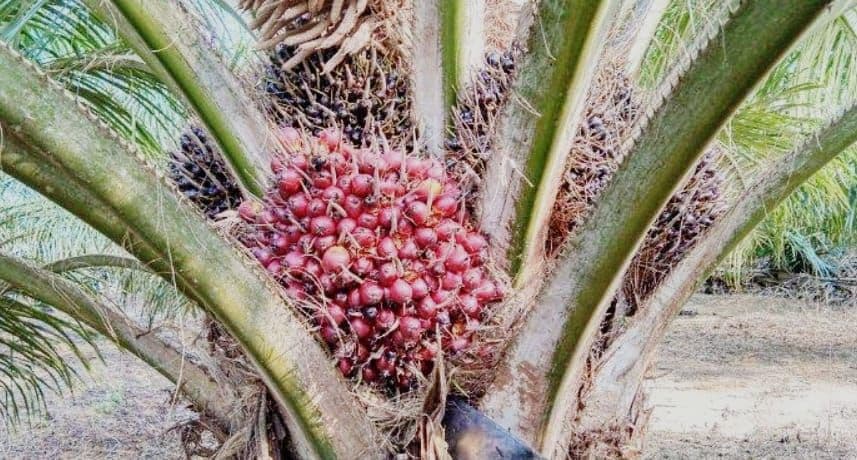 SEAFAST Center IPB Dorong Penguatan Ekosistem Usaha UMKM Sawit, Kembangkan Teknologi Murah