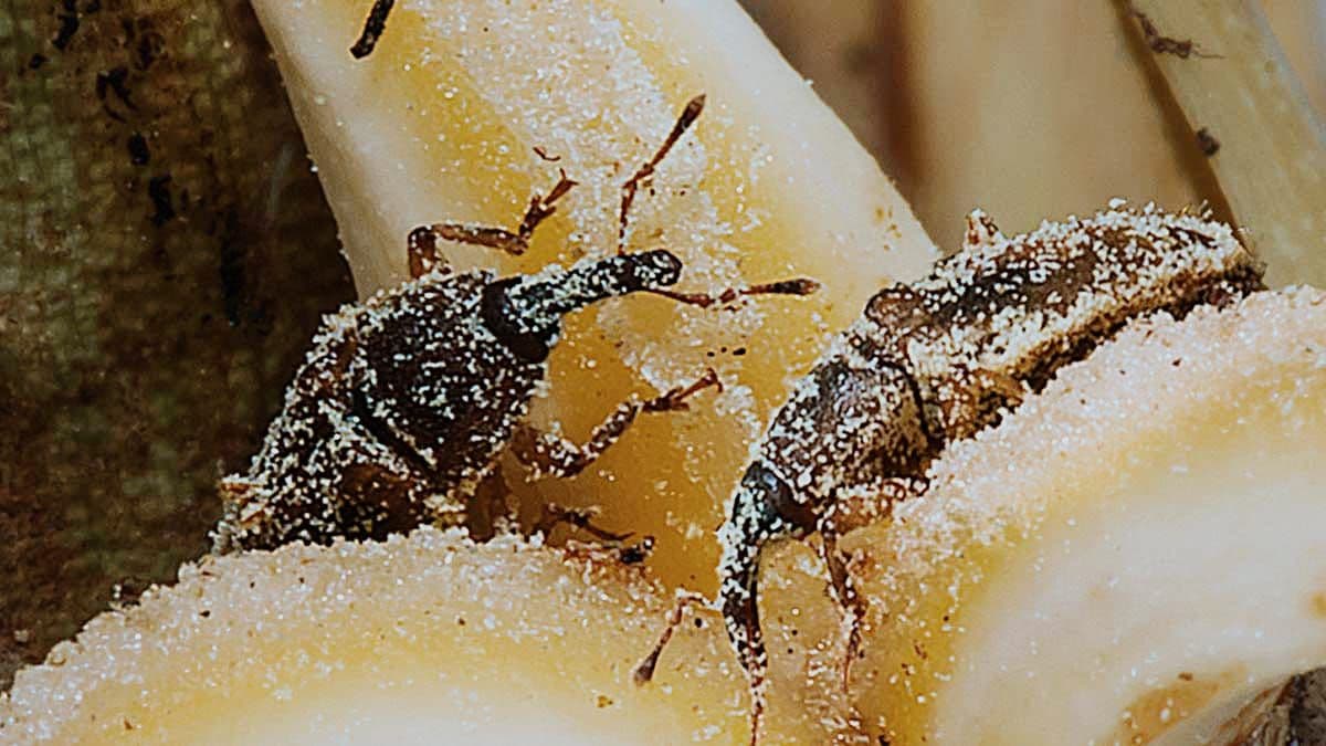 PPKS Teliti Potensi Peningkatan Produktivitas Sawit Lewat Serangga Tanzania