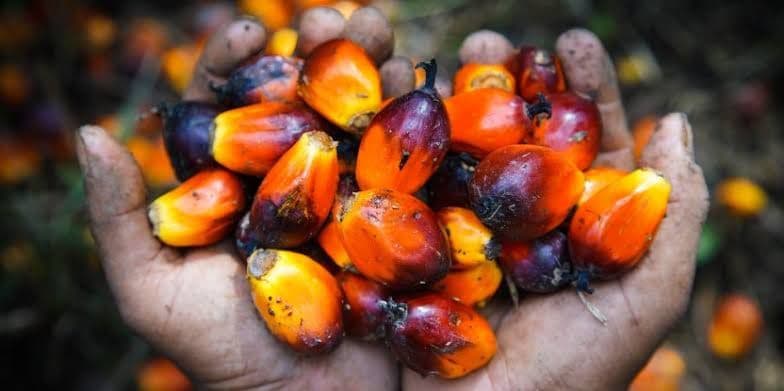 Harga TBS Kelapa Sawit di Jambi Periode 31 Oktober – 6 November 2025