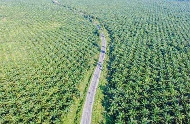 Skandal Penguasaan Lahan: Petani Sawit Jadi Korban dalam Penertiban Hutan