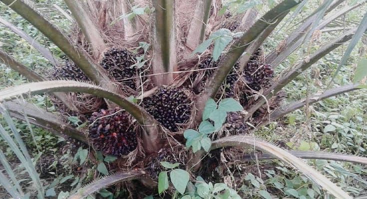 Petani Wajib Tahu, Ini Penyebab Tandan Buah Sawit Kecil dan Solusinya