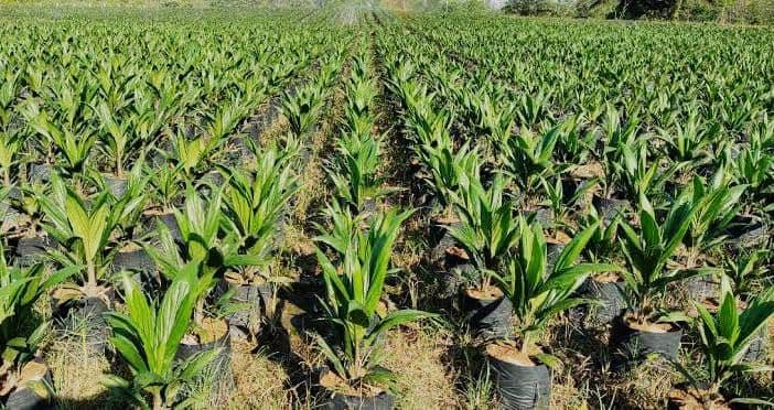 Ini Penyebab Bibit Sawit Tidak Berkualitas dan Tidak Sesuai Standar, Bikin Rugi Signifikan Jika Ditanam