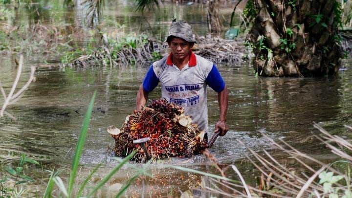 Petani Sawit di Kalbar Khawatir Harga TBS Tertekan Dampak Kebijakan B50