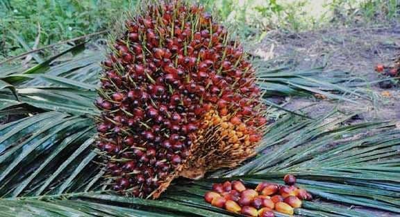 Harga TBS Riau Periode 5-11 November 2025 untuk Kemitraan Swadaya Terpantau Turun