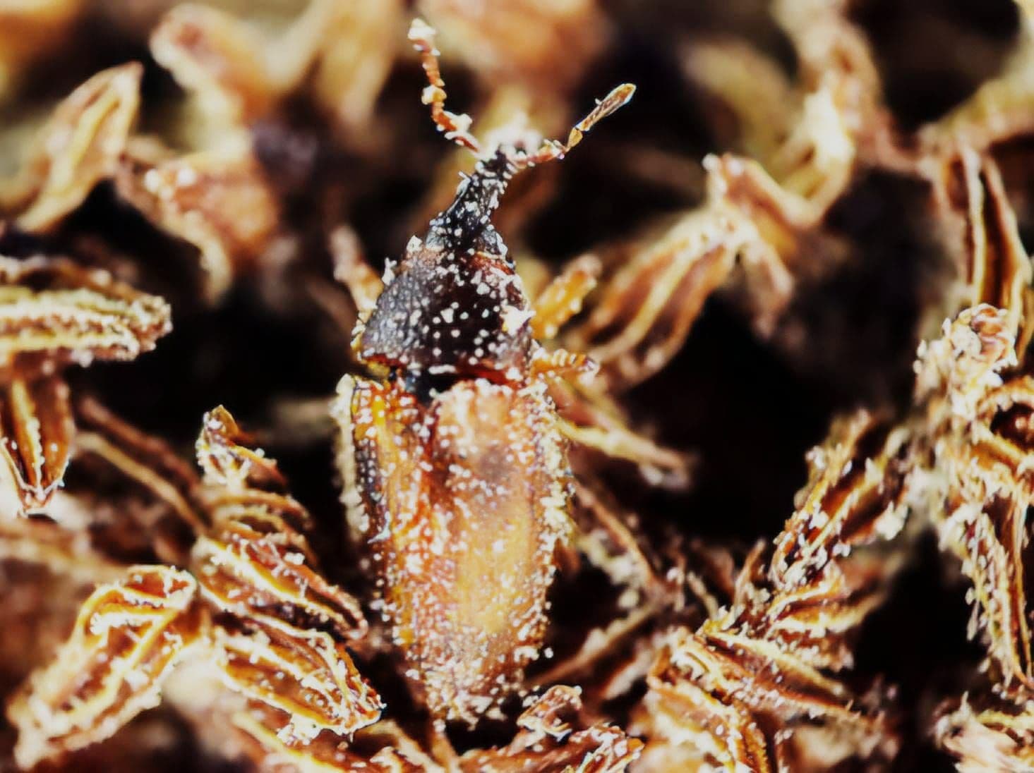 Seberapa Penting Peran Serangga di Perkebunan Kelapa Sawit?