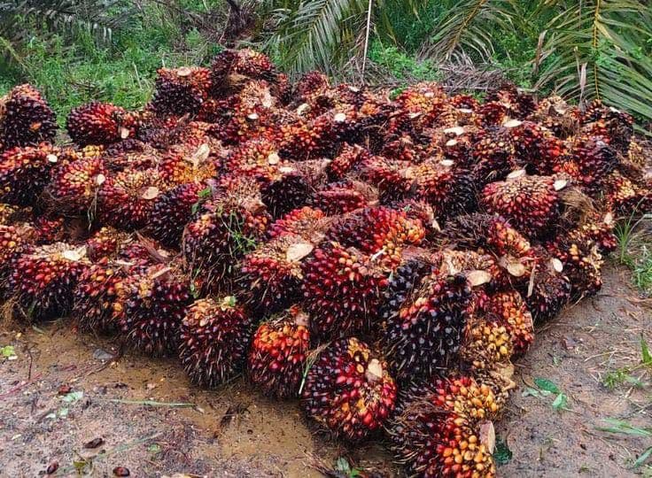 Harga TBS Kelapa Sawit Kalbar Periode I November 2025 Ditetapkan Rp 3.358,25/kg