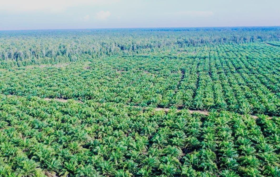 DPRD Kalteng Soroti Banyak Perusahaan di Katingan Tak Sediakan 20% Kebun Plasma Bagi Masyarakat