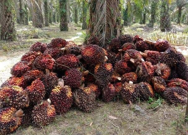 Harga TBS Kelapa Sawit Riau Kemitraan Plasma Riau Turun Lagi untuk Periode 12-18 November 2025