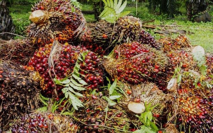 Harga TBS Plasma Riau Periode 12-18 November 2025 Turun Buntut Melemahnya Nilai CPO