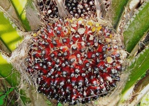 Bioenergi dan Biomaterial Berbasis Sawit Solusi Atasi Emisi Gas Rumah Kaca Global