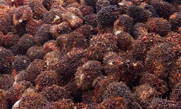 Daftar Harga TBS Kelapa Sawit untuk Wilayah Sulsel Periode November 2025