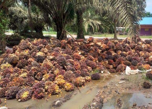 Harga TBS Kelapa Sawit di Sumatera Utara Periode 12-18 November 2025 Alami Penurunan