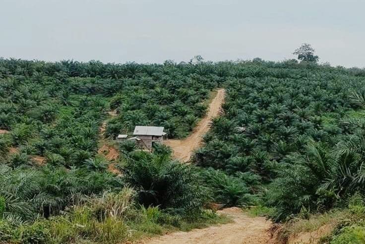 Pelajaran dari Runtuhnya Industri Gula: Industri Sawit Harus Waspada Terhadap Penertiban Lahan