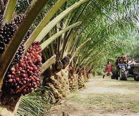 Harga TBS Sawit Kaltim Periode 1-15 November 2025