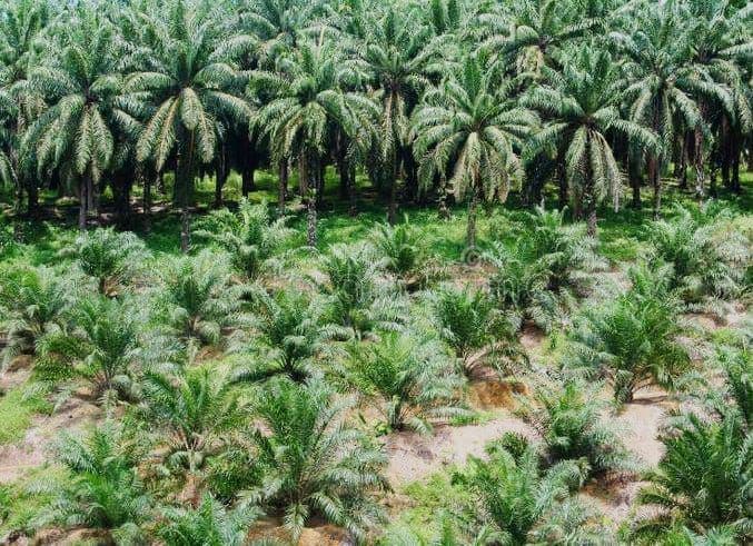 Indonesia Wacanakan Buka 600 Ribu Lahan Sawit Demi Dorong Produksi Stagnan