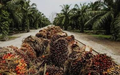 Ambisi B50 Terbentur Pasokan CPO: Antara Ketahanan Energi dan Kenaikan Harga