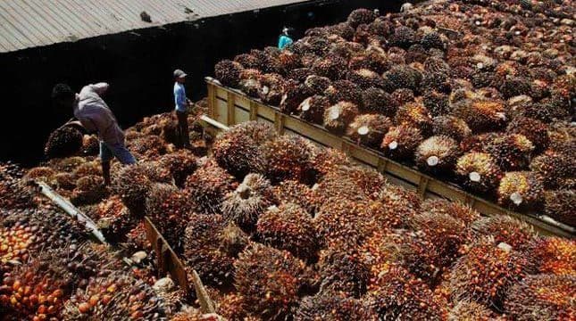 Pelaku Usaha Keluhkan Kebijakan Daerah di Kaltim Justru Hambat Investasi Hilirisasi Sawit