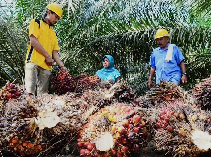 Hari Sawit Nasional Diperingati Tiap 18 November, Mengenang Sejarah dan Peran Pentingnya