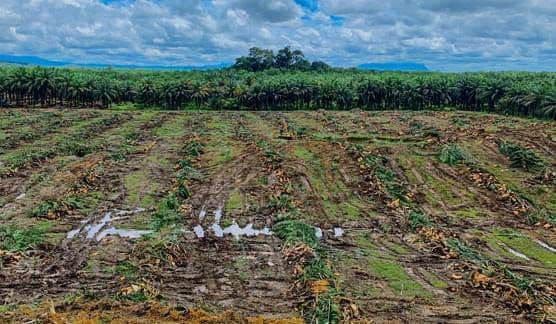 Diluncurkan Sejak 2017, Target Peremajaan Sawit Rakyat Belum Pernah Tercapai
