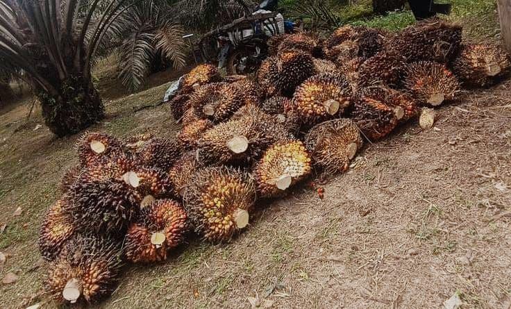 Porsi Ekspor Sawit Akan Menurun Seiring Peningkatan Penggunaan Domestik