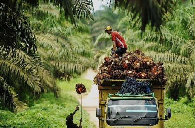 Biodiesel Sawit: “Green Crush” yang Membawa Indonesia Semakin Dekat dengan Target Iklim