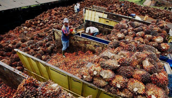 Harga TBS Kelapa Sawit Plasma di Sumatera Utara Naik Pekan Ini