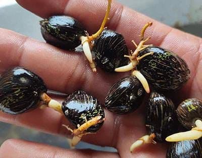 Waspada! Begini Ciri-ciri Kecambah Sawit Palsu yang Merugikan Petani