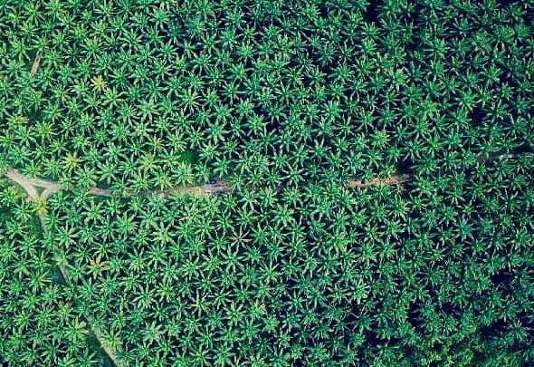 MKMK Tegaskan Dasar Hukum Penunjukan Hutan Tak Berlaku, Penyitaan Lahan Sawit 3,4 Hektare Cacat Hukum