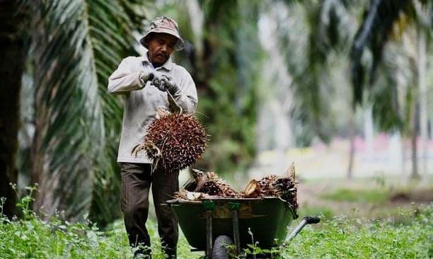 Pemkab Taja Forum Siak Pacu Kemajuan Sawit untuk Percepat Akses Dana dan Atasi Kendala Petani