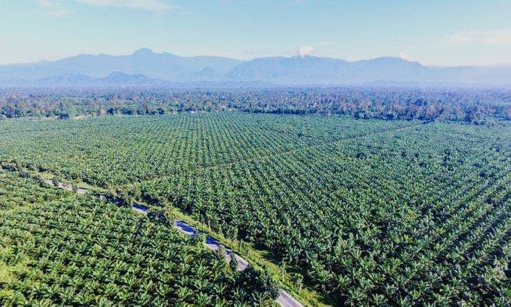 Pengelolaan Plasma Sawit Dinilai Rugikan Petani: Komisi III DPRD Kukar Minta Pemerintah Bertindak Tegas