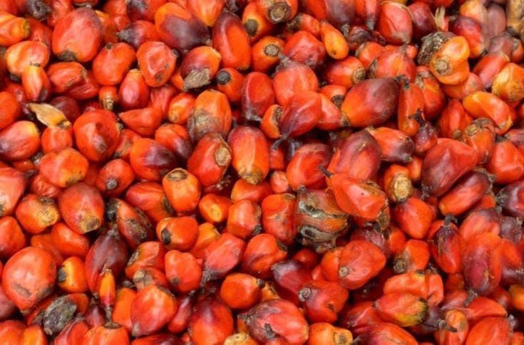 Harga TBS Kelapa Sawit di Jambi Periode 28 November – 4 Desember 2025