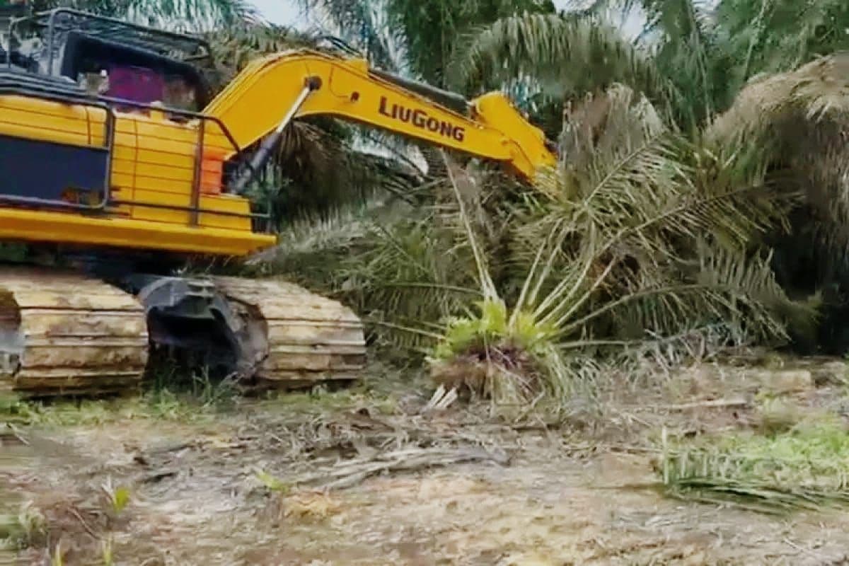 Penertiban Lahan Sawit Terus Berpolemik Hingga Dasar Penunjukan Hutan Dinyatakan Cacat Hukum
