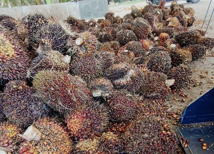 Daftar Harga TBS Sawit Kaltim Periode II November 2025
