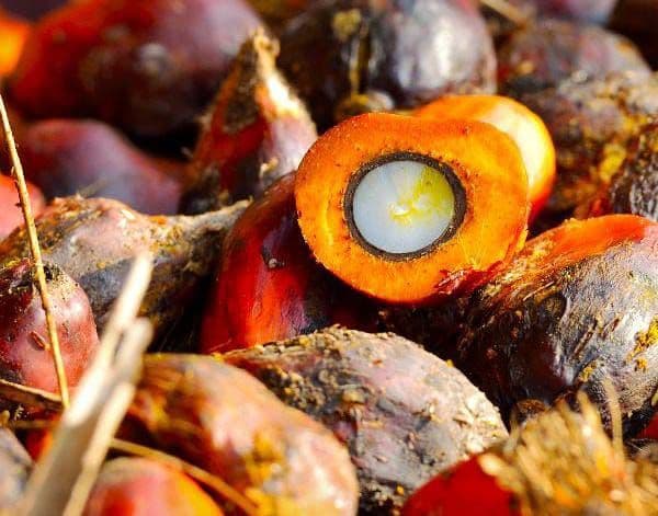 Harga TBS Kelapa Sawit Plasma di Riau Periode 3-9 Desember 2025 Alami Penurunan