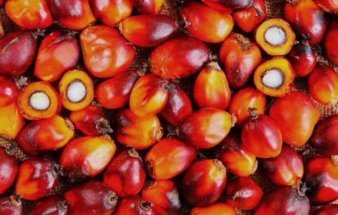 Harga TBS Sawit Riau Periode 3-9 Desember 2025 Mengalami Penurunan