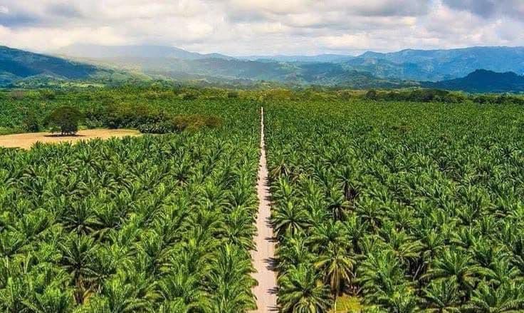 Lahan Sawit Sitaan Tak Jadi Hutan, Permenhut Baru Beri Karpet Merah untuk Perusahaan BUMN Ambil Alih