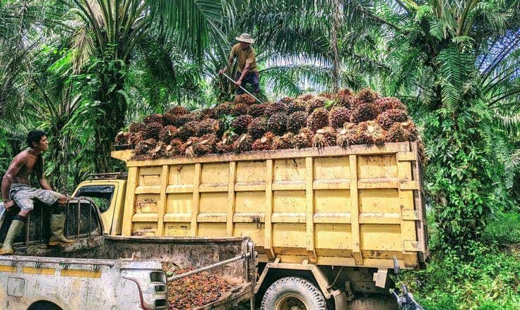 Harga TBS Sumsel Naik Rp108,09 per Kg pada Periode I Februari 2026