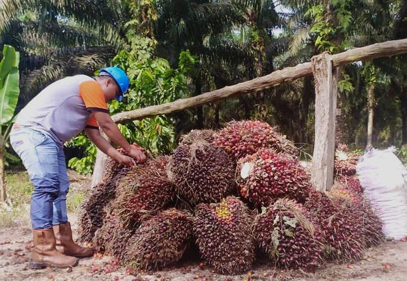 BPDP Kucurkan Rp262,93 Miliar untuk Sarpras Sawit Sepanjang 2025, Alternatif bagi Petani Belum PSR